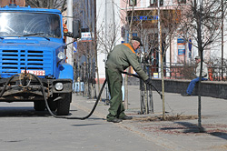 В Бобруйске на площади Победы высаживают шаровидные клены