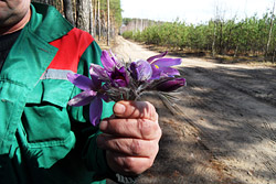 Штраф до 9 млн рублей выплатит бобруйчанин за сорванные в лесу цветы 