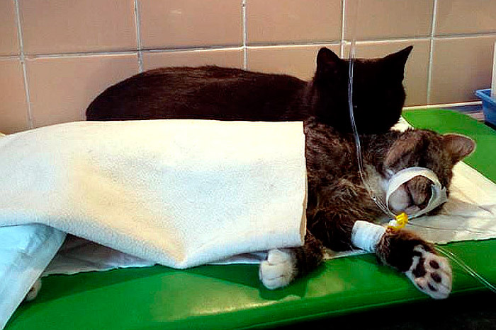 В польском приюте для животных появился кот-медбрат 