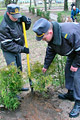  Военнослужащие в Бобруйске высадили сотню деревьев