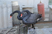 На форштадтском подворье живут черные лебеди, павлины и фазаны