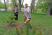 70 деревьев и кустарников высадили в бобруйском парке