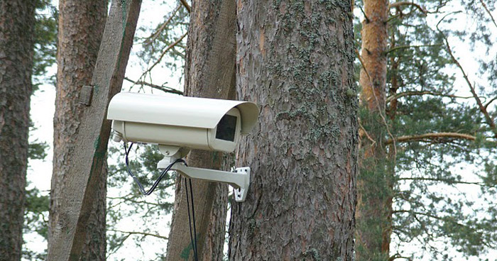 Скрытая камера Бобруйского лесхоза помогла поймать браконьеров