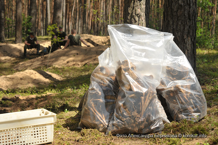 Тайны леса под Крапивкой. В лесу под Бобруйском найдено массовое захоронение людей времен Второй мировой войны