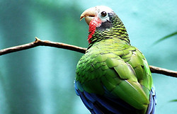 Кубинские экологи возрождают популяции попугая редкого вида