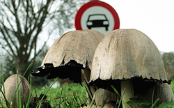 Отравление грибами в Могилевской области: 11 случаев, 16 пострадавших