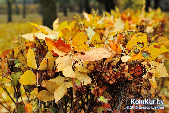 Бобруйск - «Осенние зарисовки»