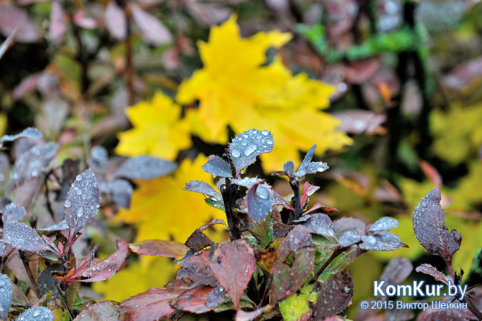 Бобруйск - «Осенние зарисовки»