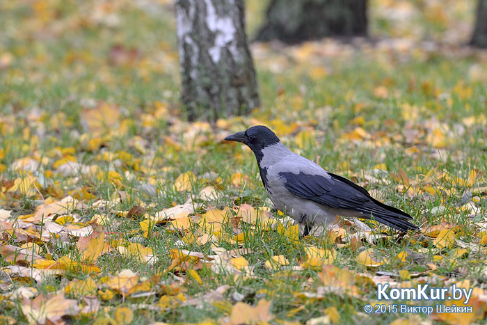 Бобруйск - «Осенние зарисовки»