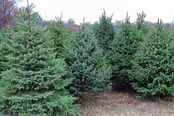 Около 18 тыс. новогодних деревьев готовы реализовать лесхозы Могилевской области