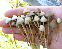 У бобруйчанина обнаружены галлюциногенные грибы