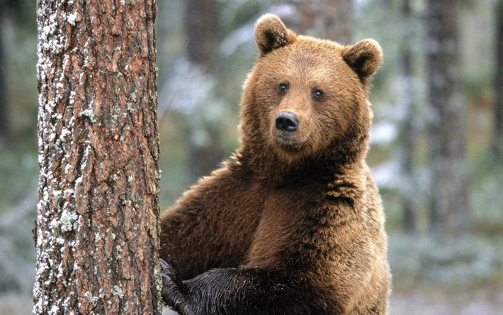 Последний медведь Бобруйщины ушел в Гомельскую область