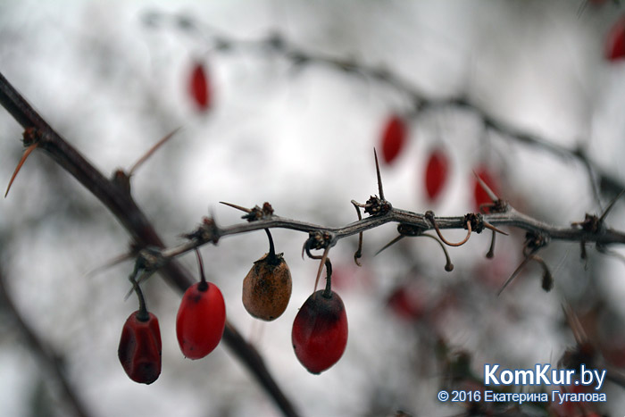 Зимние выходные бобруйчан 