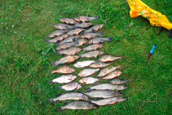 Незаконная рыбалка в Бобруйском районе