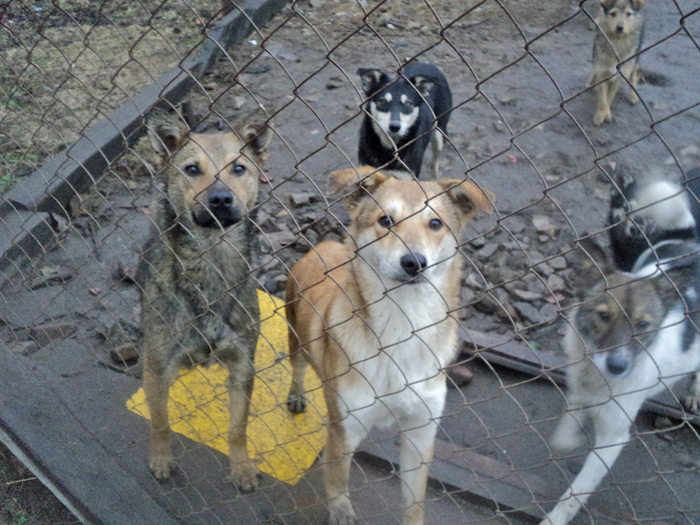 Бездомным собакам Бобруйска срочно ищут хозяев