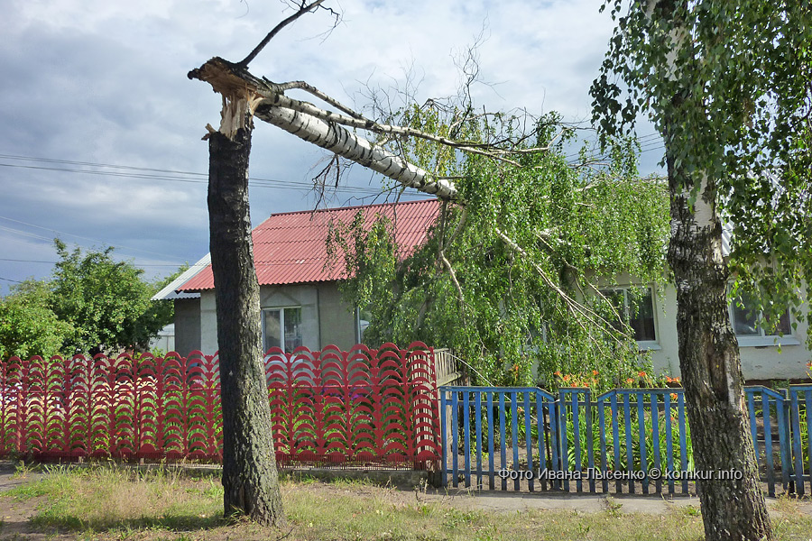 От штормового ветра в Бобруйске береза упала на дом 