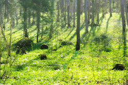 Леса под Бобруйском открыты для посещения