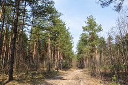 Вход в леса Бобруйщины запрещен