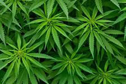 Полтора килограмма марихуаны изъято в Бобруйском районе