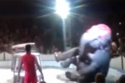 Могилев: слон упал с двухметровой высоты во время представления в цирке шапито