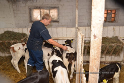 Конкурс работников по искусственному осеменению крупного рогатого скота прошел в Бобруйском районе