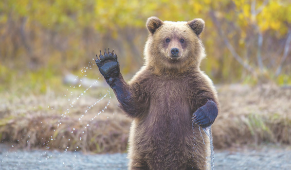 Российский медвежонок забрел в Китай, вызвав панику у туристов