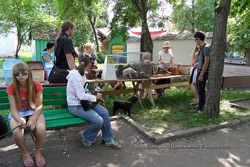 Бездомные животные в Бобруйске остались без новых хозяев