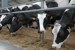 Беларусь временно ограничила поставки скота из нескольких регионов Венгрии и Франции