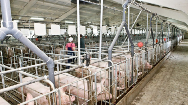 В Беларуси в 2015 году планируется ввести 11 свинокомплексов