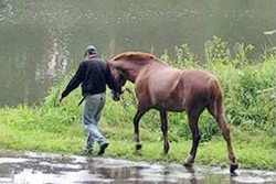 В деревне Телуша увели двух коней