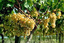 Артисты Бобруйского района убирали виноград в Гагаузии