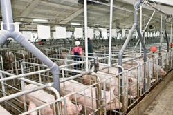 В Беларуси в 2015 году планируется ввести 11 свинокомплексов