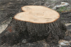 «Коммерческий» на связи: кто ответит за деревья?