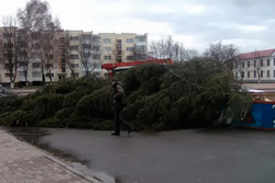 Штормовой ветер повалил главную елку в Полоцке
